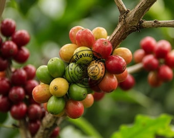 Arusha - CERTIFIED Coffee Seeds for Planting, Coffea arabica, Exotic High Yield Coffee Bean