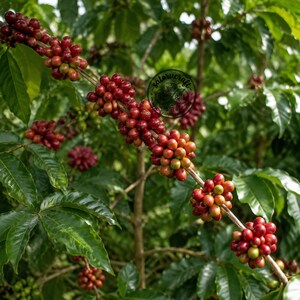 Könnte beinhalten: Ein Kaffeepflanzenzweig mit Trauben reifender Kaffeekirschen, die von Grün zu tiefem Rot wechseln. Die Kirschen sitzen dicht gedrängt am holzigen Stiel, umgeben von leuchtend grünen Blättern. Ein kreisförmiges Logo trägt den Text Satorucraft.