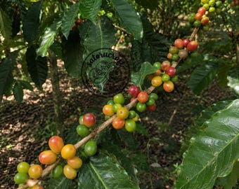 Kalosi Enrekang - CERTIFIED Coffee Seeds for Planting, Coffea arabica, Exotic High Yield Coffee Bean
