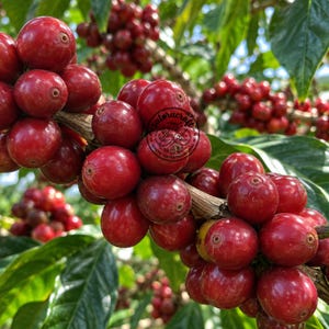 Puede incluir: Un racimo de cerezas de café rojas, maduras y brillantes, que crecen en una rama con hojas verdes. Un logotipo negro circular con el texto Satorucraft Coffee Engineering es visible en una de las cerezas centrales rodeada de más frutos.