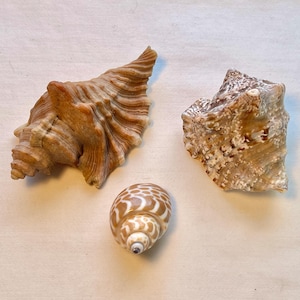 May include: Three seashells of different shapes and sizes. The largest shell is brown with a spiral pattern. The middle shell is a light brown with a white and brown pattern. The smallest shell is a light brown with a white and brown pattern.