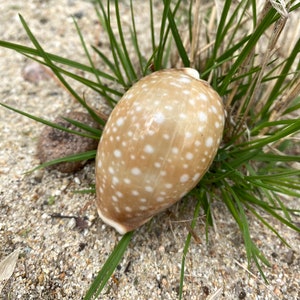 May include: A tan and white seashell with white spots on a bed of green grass.
