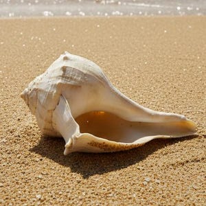 Può includere: Una grande conchiglia bianca è appoggiata su una spiaggia sabbiosa. La conchiglia è in primo piano, con l'oceano e il cielo sullo sfondo. L'acqua è di un colore turchese chiaro e il cielo è blu con alcune nuvole.