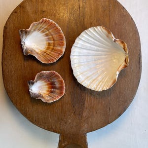CLAM Shells-set of 3 Natural, 2