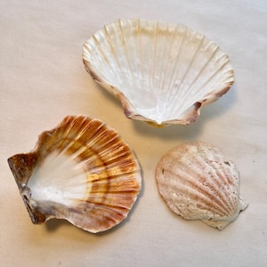 CLAM Shells-set of 3 Natural, 2