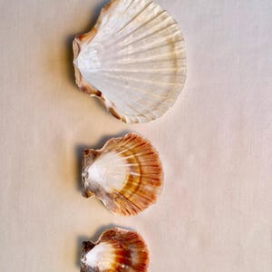 CLAM Shells-set of 3 Natural, 2