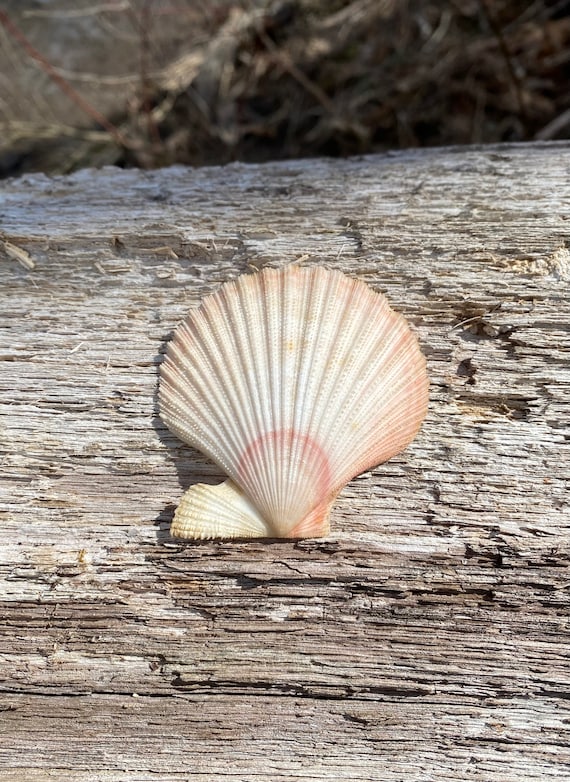 White and Pale Pink Scallop Shell - Beautiful Ridged Authentic
