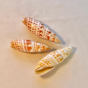 3 MITRA-schelpen in gevlekt oranje en wit-4&quot;-5&quot; natuurlijke schelpen-strandhuis, kustdecor-set van 3-2 gepolijst, 1 ongepolijst, spiraalvormige schelp