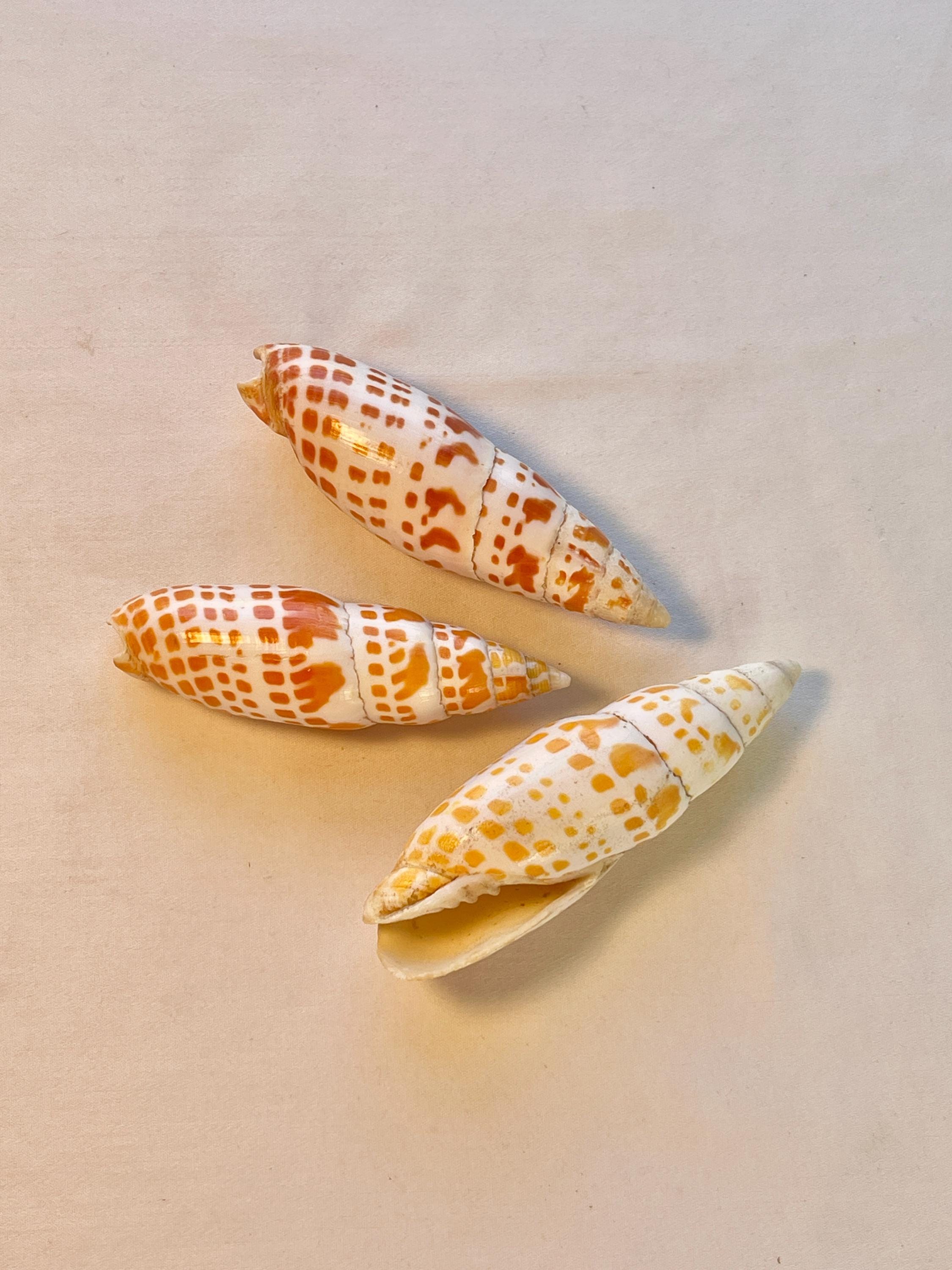 3 MITRA Shells in Spotted Orange & White-4