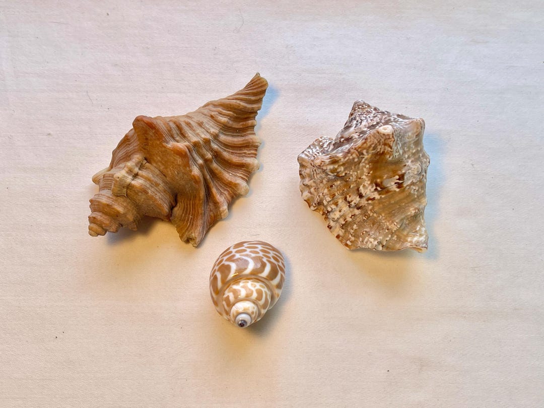 Sea Shell Set Sea Shells - Set of 3 Naturals - Conch and Spiral - in Brown Tones ...
