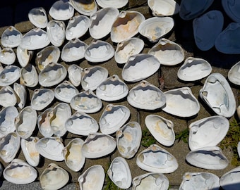 Muszle małży - 3"-4" - małe rozmiary - zestawy po 5 sztuk - wyczyszczone, z Maine Beach - do rękodzieła, decoupage'u, jako pojemnik na drobiazgi lub biżuterię, do malowania, dla dzieci, do wystroju wnętrz