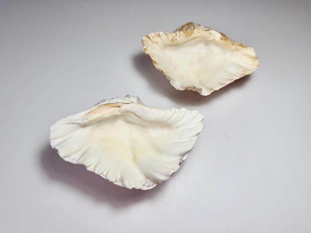 Bear Claw Sea Shell-5.5