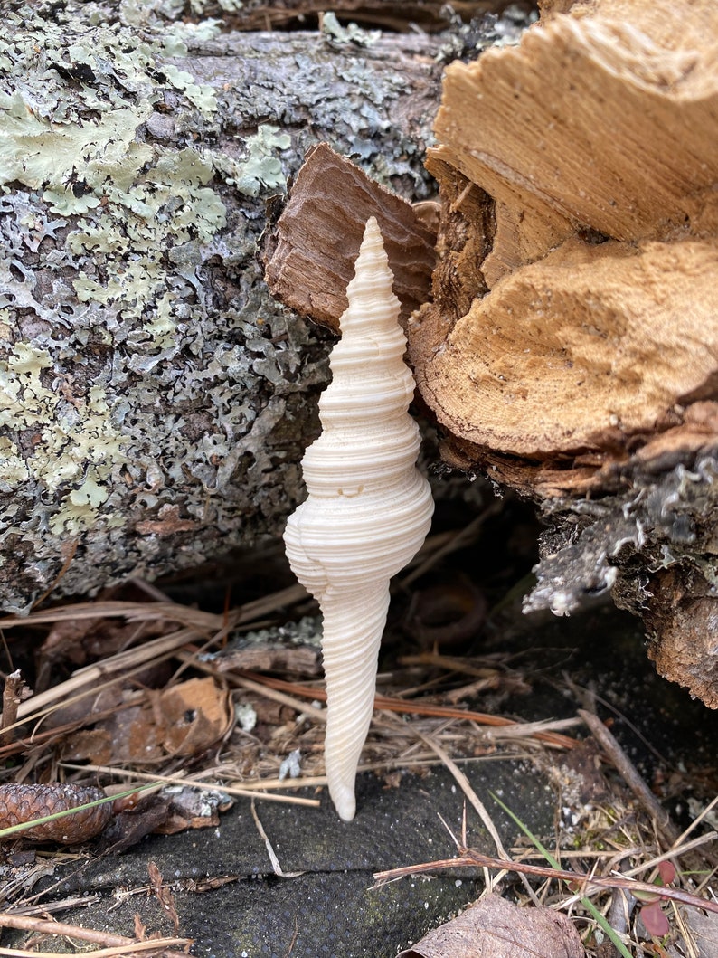 White Spindle Fusinus Colus Shell Seashell for Beach | Etsy
