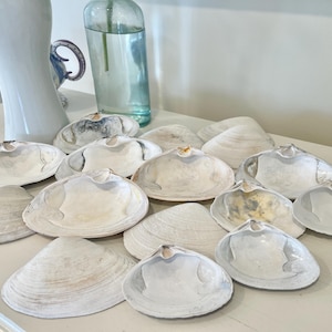 May include: A collection of various seashells, primarily white and cream-colored, arranged on a white surface. The shells have a natural, textured appearance, with some showing subtle gray and yellow hues. The composition includes different sizes and shapes.