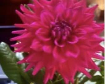 Chloe Janae Dahlia Tuber