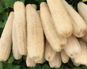 4 Pack Natural Loofah Sponges | Organic Unbleached Luffa | Exfoliating Bath Sponge & Eco Cleaning Scrubbers