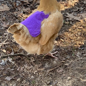 Hen Saddle or Apron for Chickens
