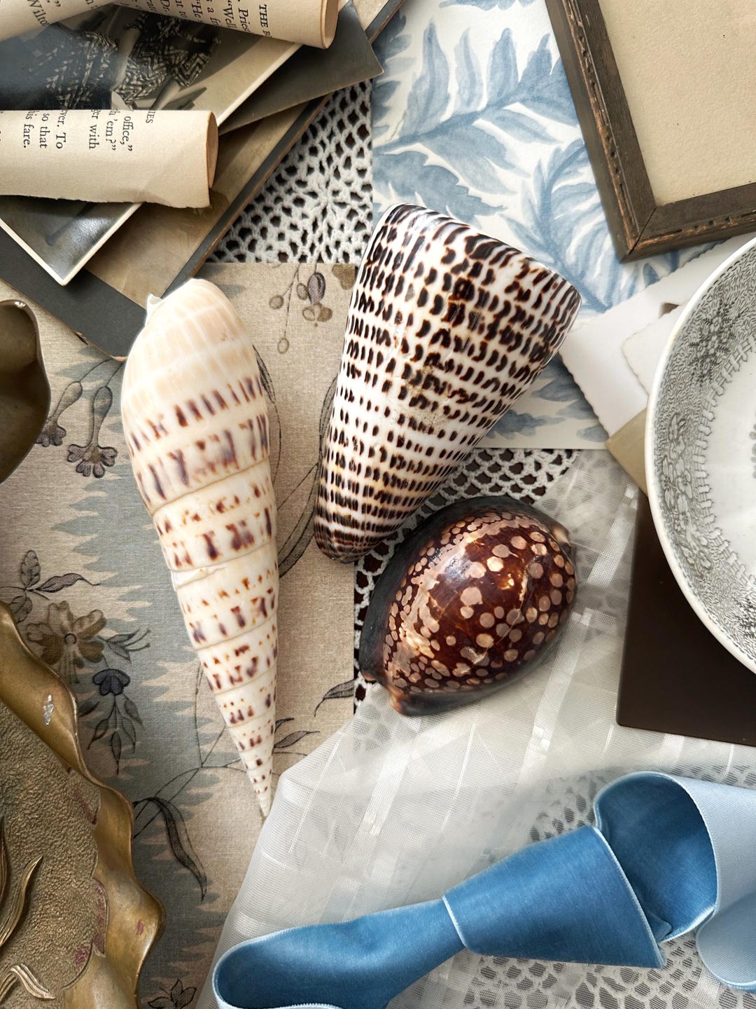 Leopard Cowrely Shell Shell Collection Set of Three Shells Marlin Spike, Leopard Cone Shell ...