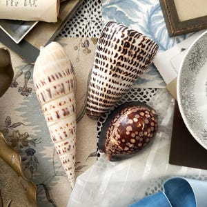 Shell Collection Set Of Three Shells Marlin Spike, Leopard Cone Shell And Humpback Cowrie