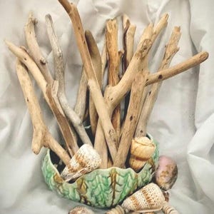 May include: A decorative arrangement featuring driftwood branches in a green ceramic bowl with a textured rim. Several seashells in various sizes and colors surround the bowl, creating a coastal theme.