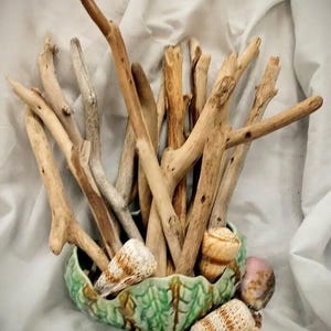 May include: A decorative arrangement featuring driftwood and seashells. The driftwood is various shades of brown and tan, arranged in a green ceramic bowl with a scalloped edge. Several seashells are scattered around the bowl.