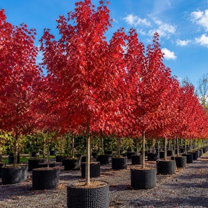 May include: A row of young maple trees with vibrant red autumn leaves planted in black plastic nursery containers. The trees are arranged in a line on a gravel surface under a bright blue sky with scattered white clouds during the daytime.