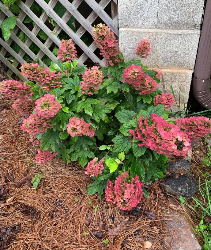 Hydrangea Drawf Ruby Oakleaf Hydrangea Plants Live Drawf Hydrangeas Quercifolia Shurb ...