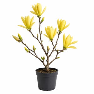 May include: A potted magnolia tree with bright yellow flowers and unopened buds. The tree has a dark brown trunk and branches, and is planted in a black plastic pot. The background is plain white.