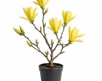 Yellow Bird Magnolia Tree Live Plant 6-14"Tall-2.5 Inch Pot- Magnolia Flowers Live Trees for Outdoor Planting