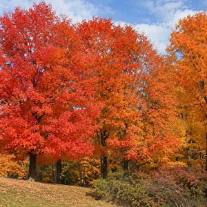 May include: A dense cluster of deciduous trees displaying vibrant autumn foliage in shades of bright red, deep orange, and golden yellow. The trees stand on a grassy slope covered with fallen leaves under a partially cloudy blue sky.