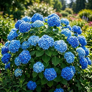 May include: A large, vibrant hydrangea bush featuring numerous clusters of rounded blue flowers in various shades of azure and sky blue. The dense, spherical blooms are interspersed with lush, dark green serrated leaves throughout the plant.