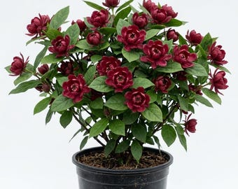 Dark Red Blooms Carolina Allspice Tree Liave Plant Sweet Shrubs Calycanthus Floridus Plant Sweetshrubs Bush 6-18" Tall Qt Pot