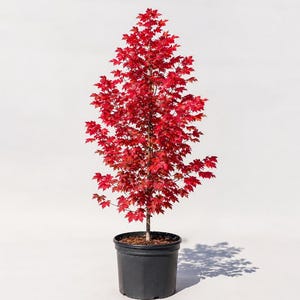 May include: A young maple tree with vibrant red leaves growing in a black plastic nursery pot. The tree has a slender central trunk and a dense, upright canopy of foliage. The plant is displayed against a plain, light-colored background.