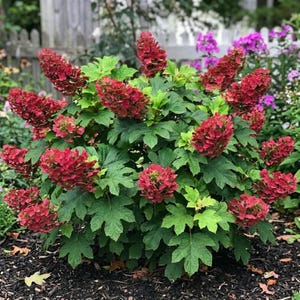 May include: A vibrant oakleaf hydrangea shrub featuring large, cone-shaped clusters of deep red flowers and broad, lobed green leaves. The plant is densely packed with multiple blooming flower heads, showcasing a rich contrast between the dark red petals and the lush, textured foliage throughout the entire bush.