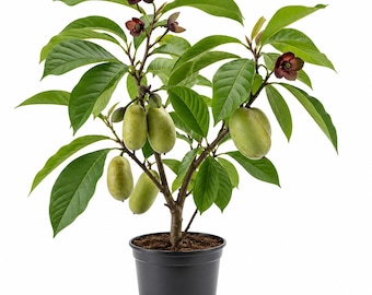 Paw Paw Tree - Pawpaw Tree Live Plant for Outdoor Planting - Indian Banana - Asimina triloba - 6-12"Tall Qt Pot