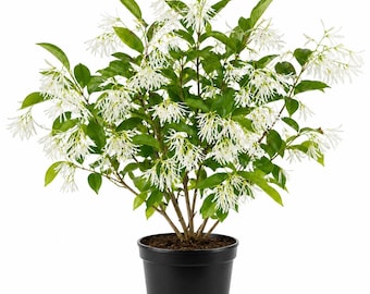 White Fringe Tree -Chionanthus Virginicus Outdoor Live Plants -Hardy Fragrant Fringe- Grancy Greybeard-6-12"Tall Qt Pot