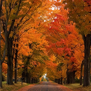 May include: A paved road stretches into the distance, flanked by tall trees with dense foliage in vibrant shades of orange, red, and yellow. The ground is covered in fallen leaves, and the canopy creates a tunnel effect over the path.