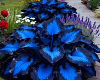 Blue & Black Hosta Seeds (200+) – Shade-Loving Perennial Garden Variety