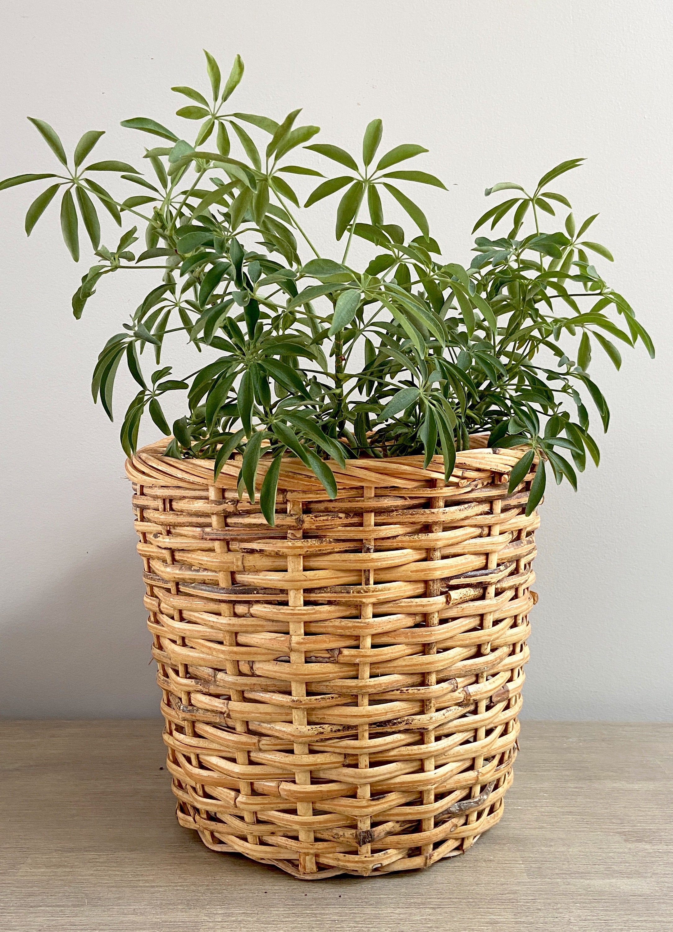 Large Wicker Plant Basket Sturdy Bamboo Cane Planter Coastal Boho Decor