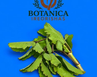 Herb planta hierba Siempre Viva-Everlasting ewe dundun