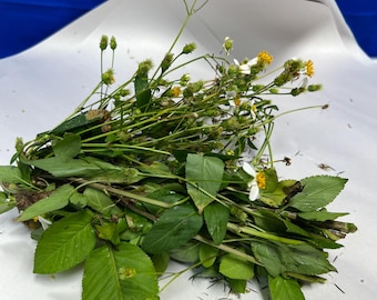 Herb planta hierba Romerillo-Spanish Needle ewe Abare
