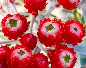 Helichrysum Red Jewel Vibrant Red Hardy Flower Outdoor Garden Plant in Pot