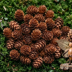 以下が含まれることがあります： 緑色の苔の上に配置された茶色の松ぼっくりのコレクション。葉の羽と松ぼっくりの帽子を持つ気まぐれな木製の妖精の置物が、小さな木の台座の上に立っています。