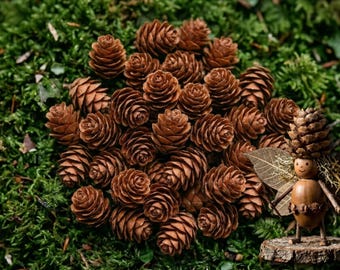 Mini Hemlock Pine Cones, Hand Foraged, Rustic Woodland Decor, Fairy Garden Supply