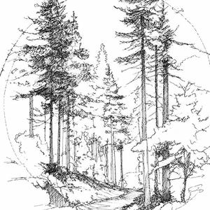 May include: A black and white ink drawing of a forest scene featuring tall pine trees and a winding path. The illustration is contained within a circular outline, showcasing detailed cross-hatching and line work to depict the texture of the trees.