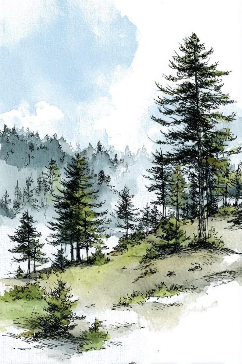 May include: A watercolour and ink illustration of a forest landscape featuring tall evergreen trees on a grassy hillside. The scene includes detailed black ink outlines of pine trees with soft green and blue watercolour washes depicting a misty background.