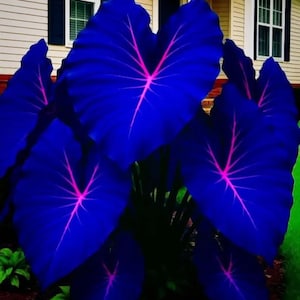 May include: A close-up of a plant with large, heart-shaped leaves. The leaves are a deep blue color with vibrant pink veins radiating from the center. The plant is in front of a house with a beige exterior and dark shutters.