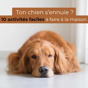 以下が含まれることがあります： ゴールデンレトリバーの犬が横たわっており、視聴者を直接見ています。犬の毛皮は、豊かで暖かい茶色です。画像内のテキストは次のとおりです。「Ton chien s'ennuie? 10 activités faciles à faire à la maison。」