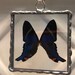 see more listings in the Real Butterfly Jewelry section