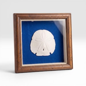 Vintage Sand Dollar Specimen in Oak Shadow Box, Framed Natural Seashell on Cobalt Velvet, Coastal Gallery Wall Art